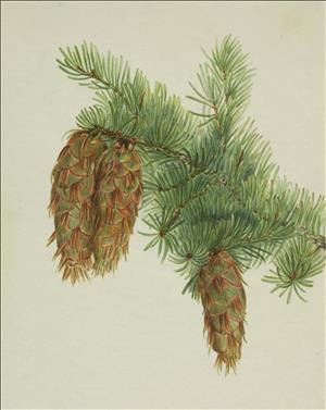 Three fir cones hang from a branch of green needles. 